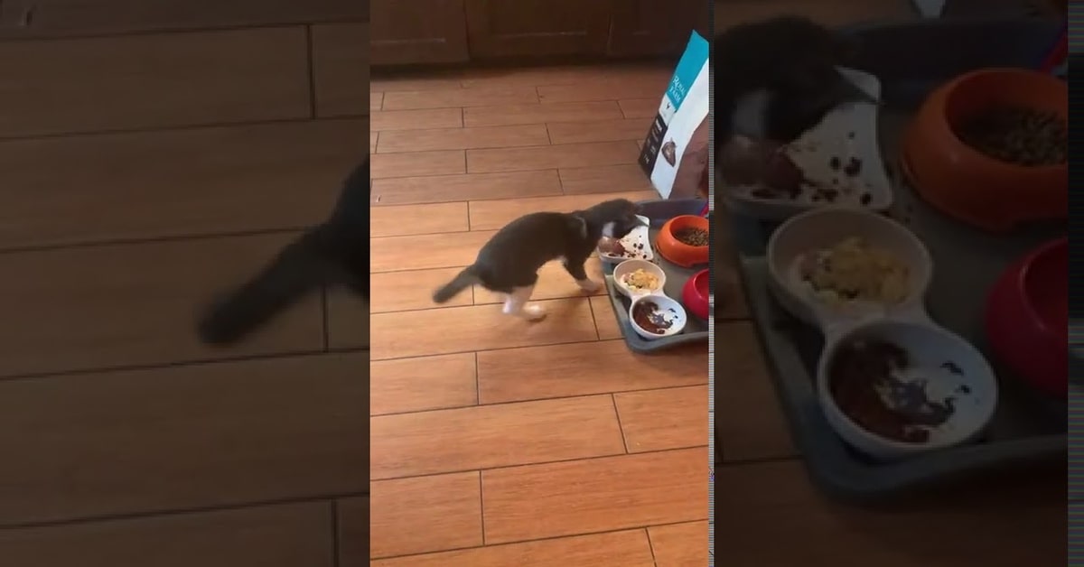 Mini, gatto felice per ricco banchetto