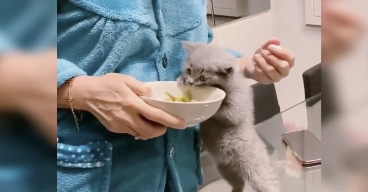 la padrona offre cibo al gattino affamato