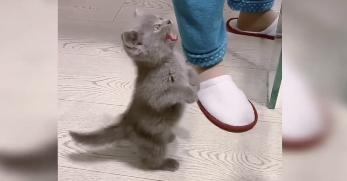 Il gattino è furioso perché la sua mamma umana ritarda nel dargli la pappa (VIDEO)