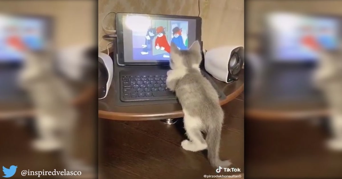 Il gattino conquista la rete guardando Tom e Jerry (VIDEO)