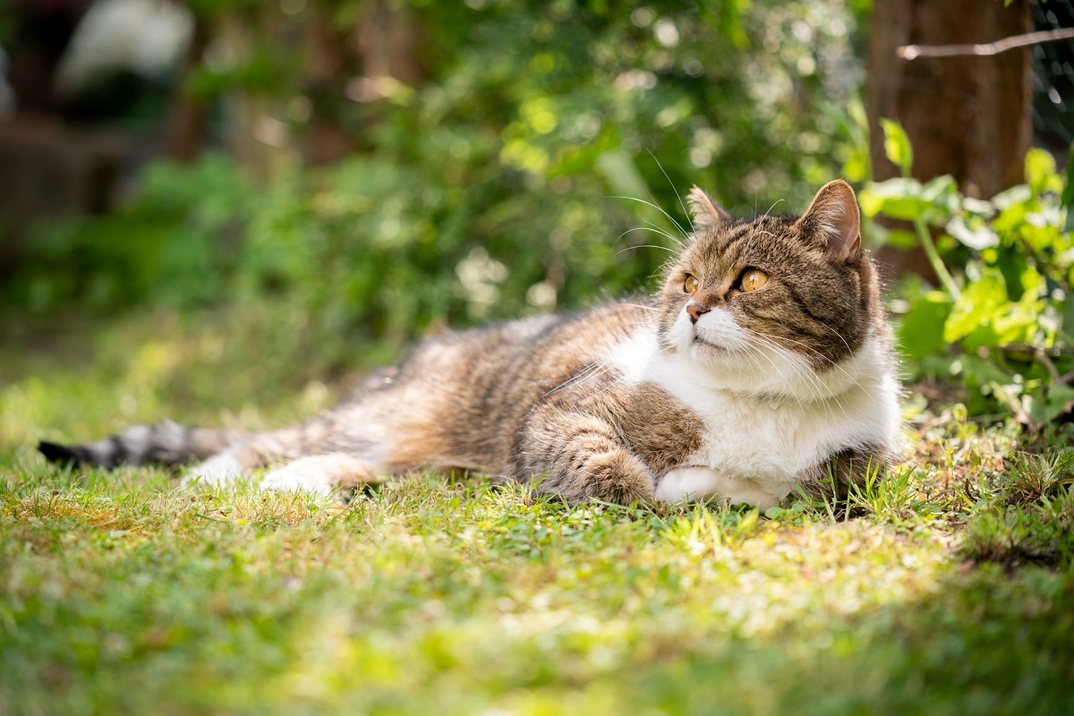 gatto in giardino