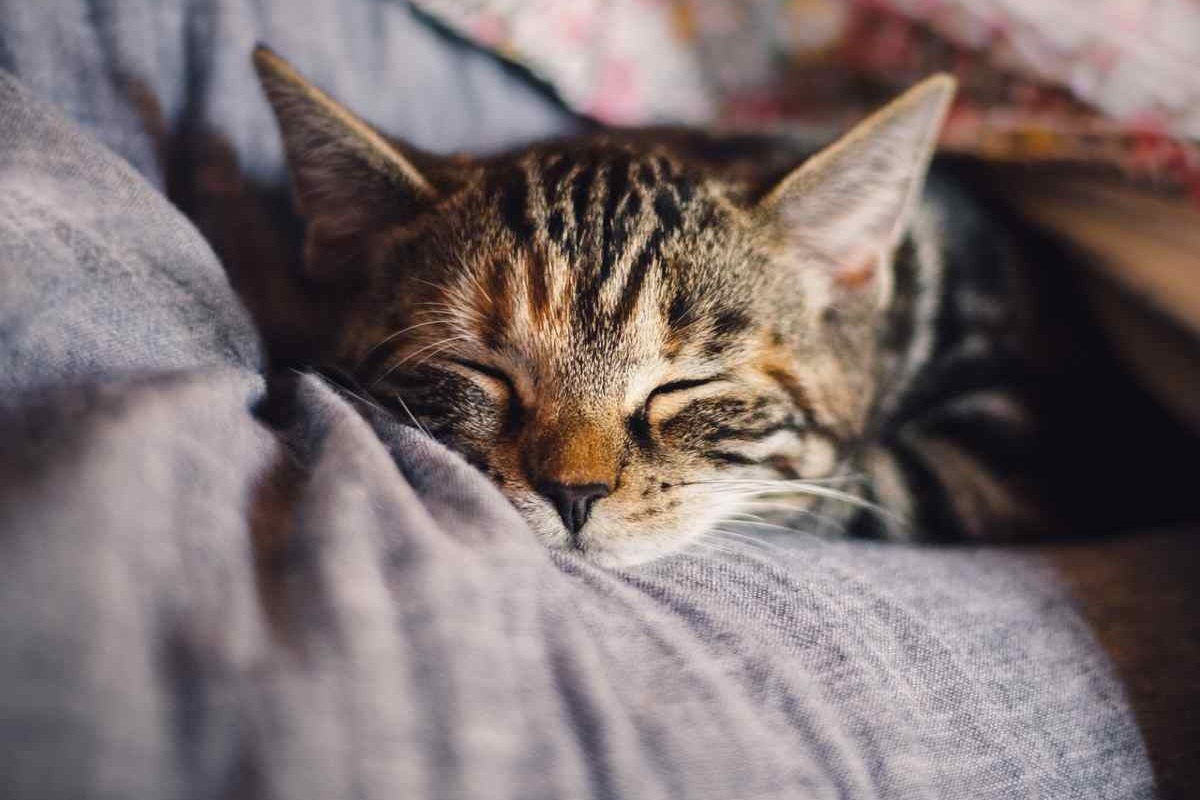 cucciolo di gatto dorme