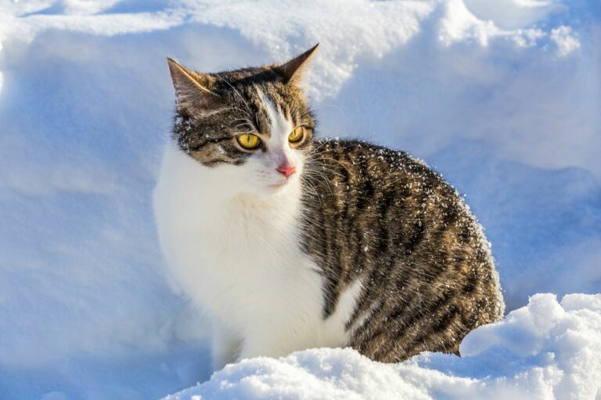 gatto sulla neve