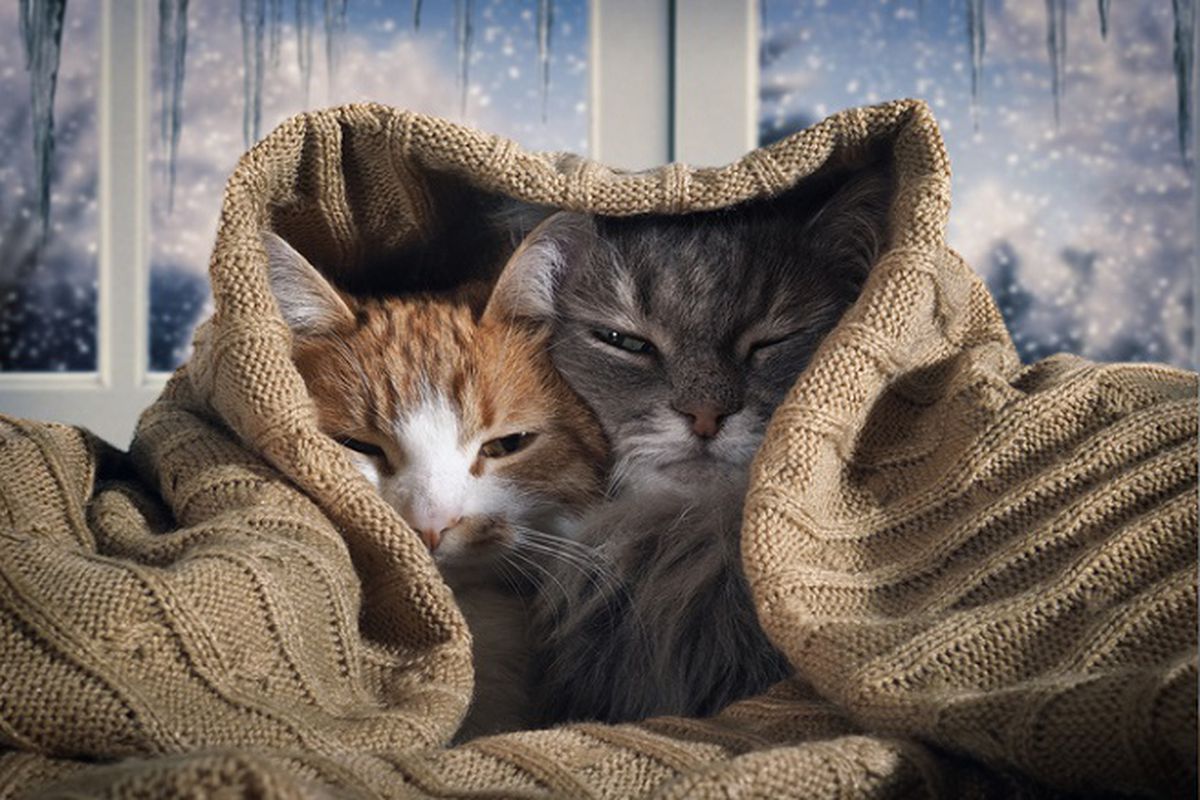 gatti sotto le coperte