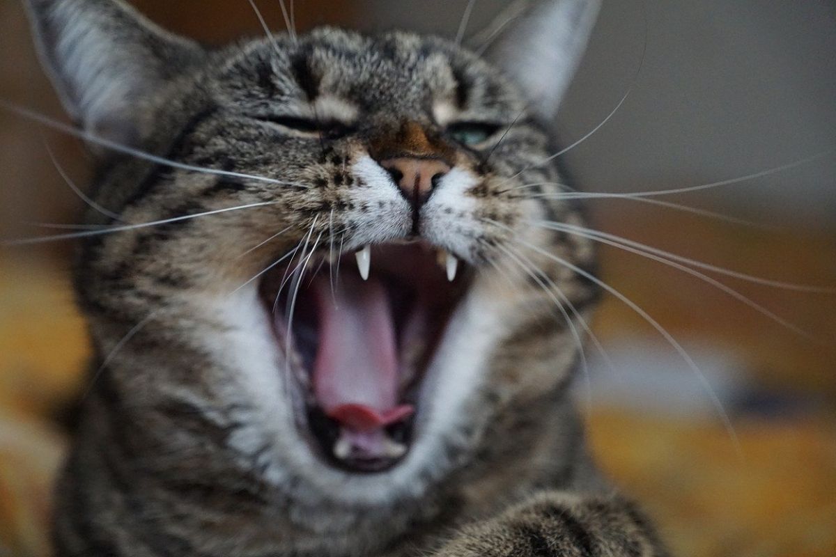 Il gatto ha mangiato il bicarbonato: rischi e cosa fare
