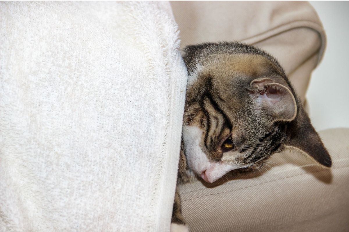 gatto malato con una coperta