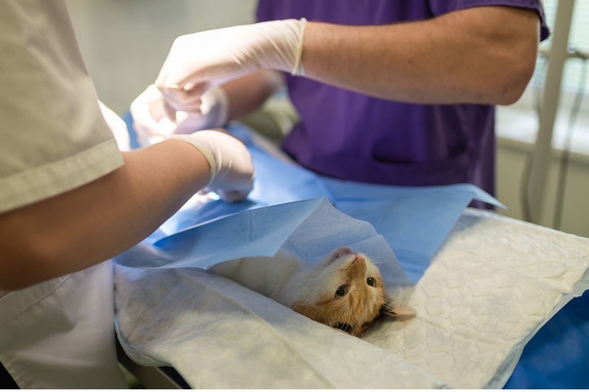 gatto dal veterinario, operazione