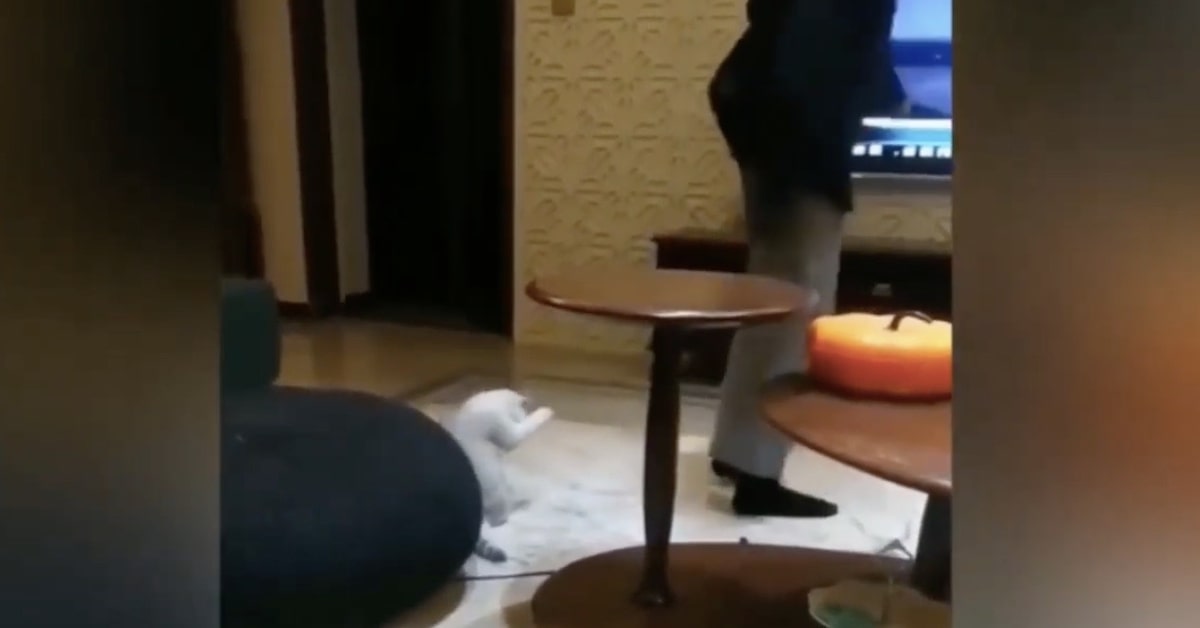 Il gattino imita la sua mamma umana che fa ginnastica e intenerisce la rete (VIDEO)