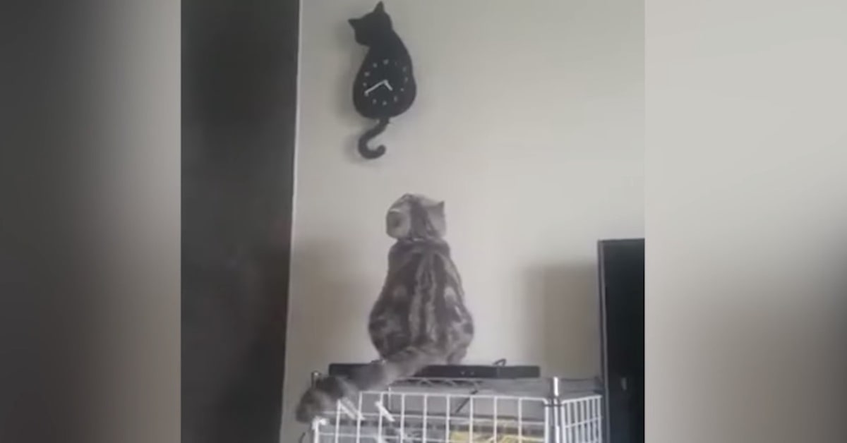 Il gattino imita il movimento dell’orologio, il video vi conquisterà