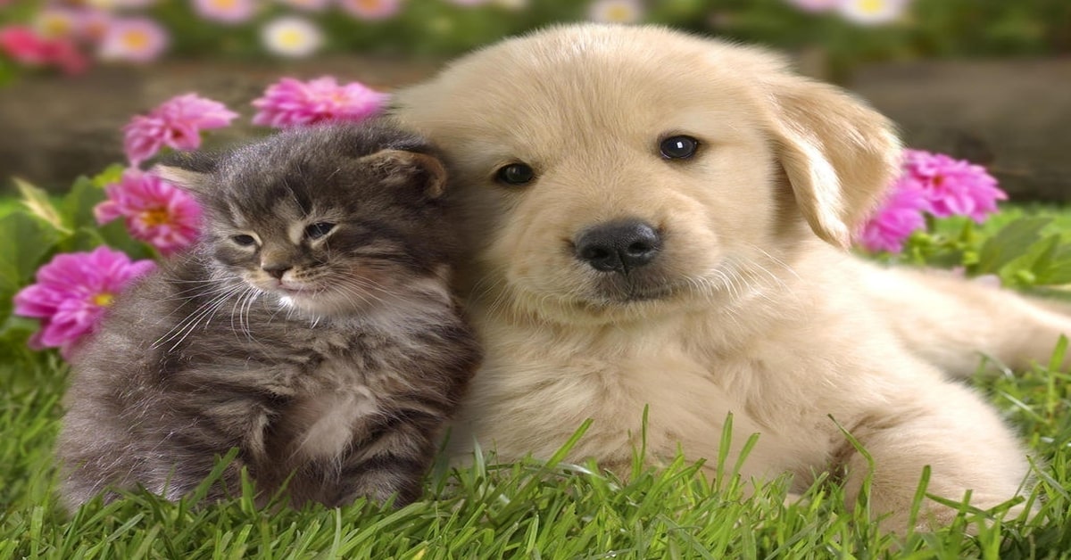 Il primo incontro fra un gattino e dei cuccioli di cane (VIDEO)