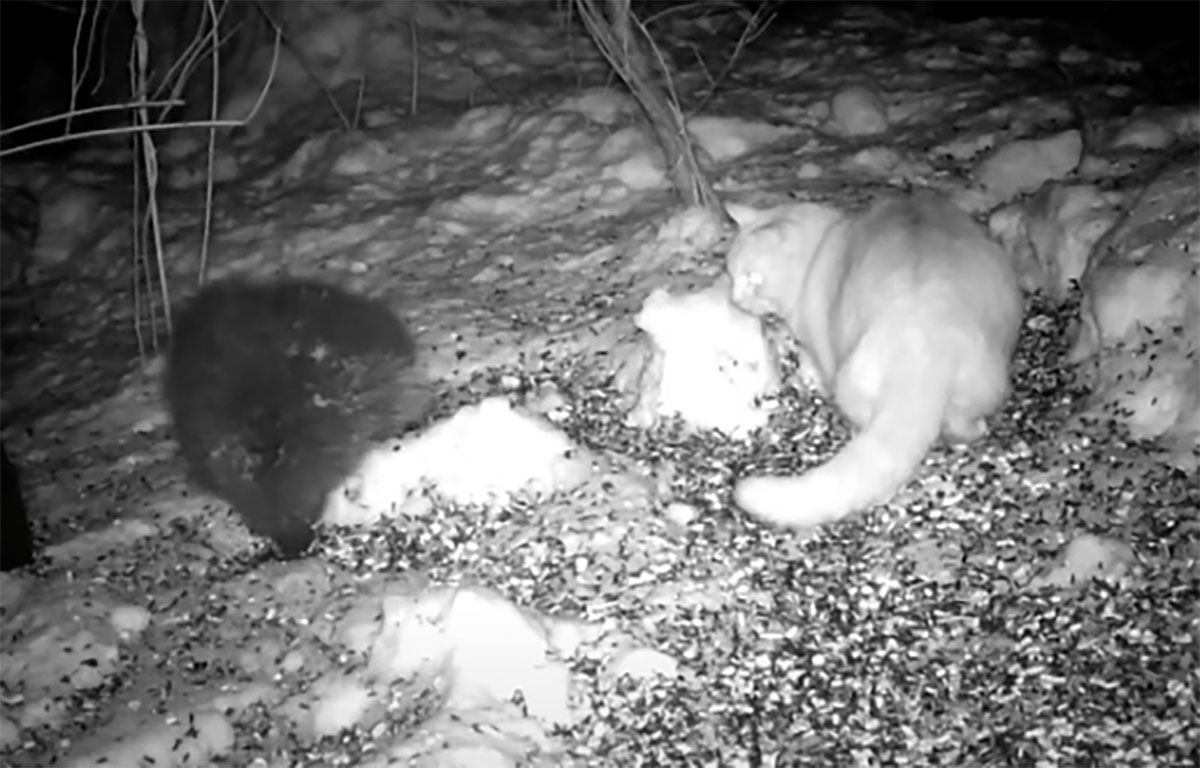 Gatto e porcospino, l’incontro-scontro inaspettato: chi vincerà? (VIDEO)