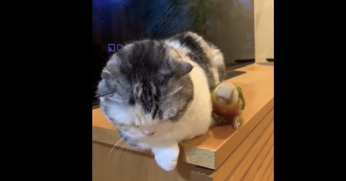 Il gattino scaccia il pappagallo dispettoso che non lo lascia dormire (VIDEO)