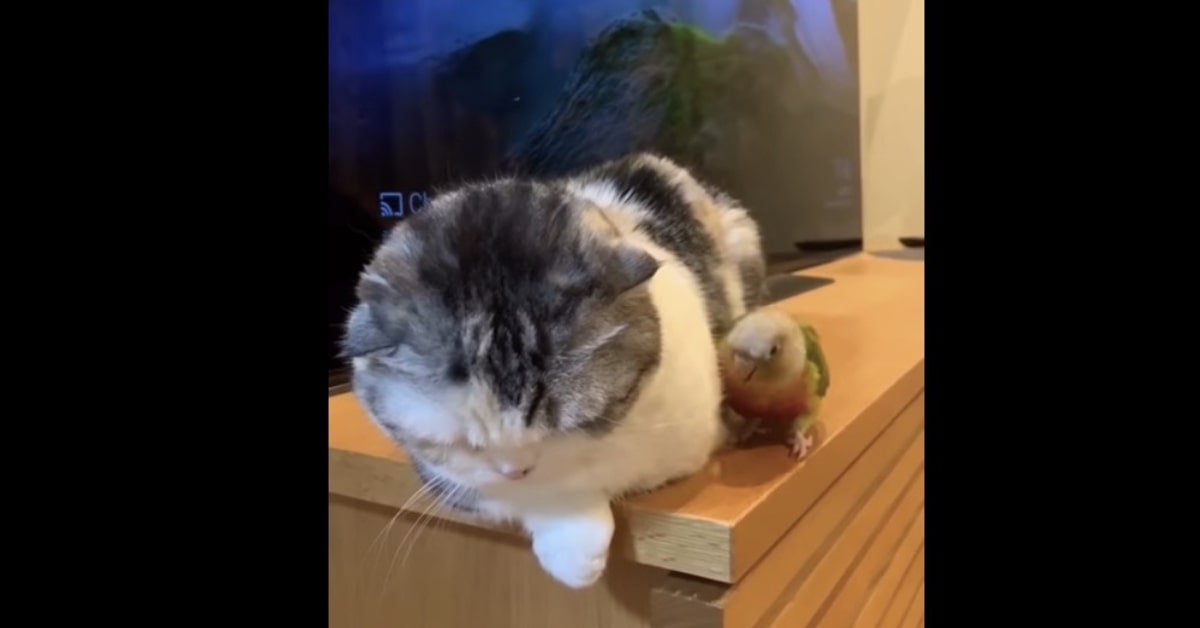 gatto infastidito da pappagallo