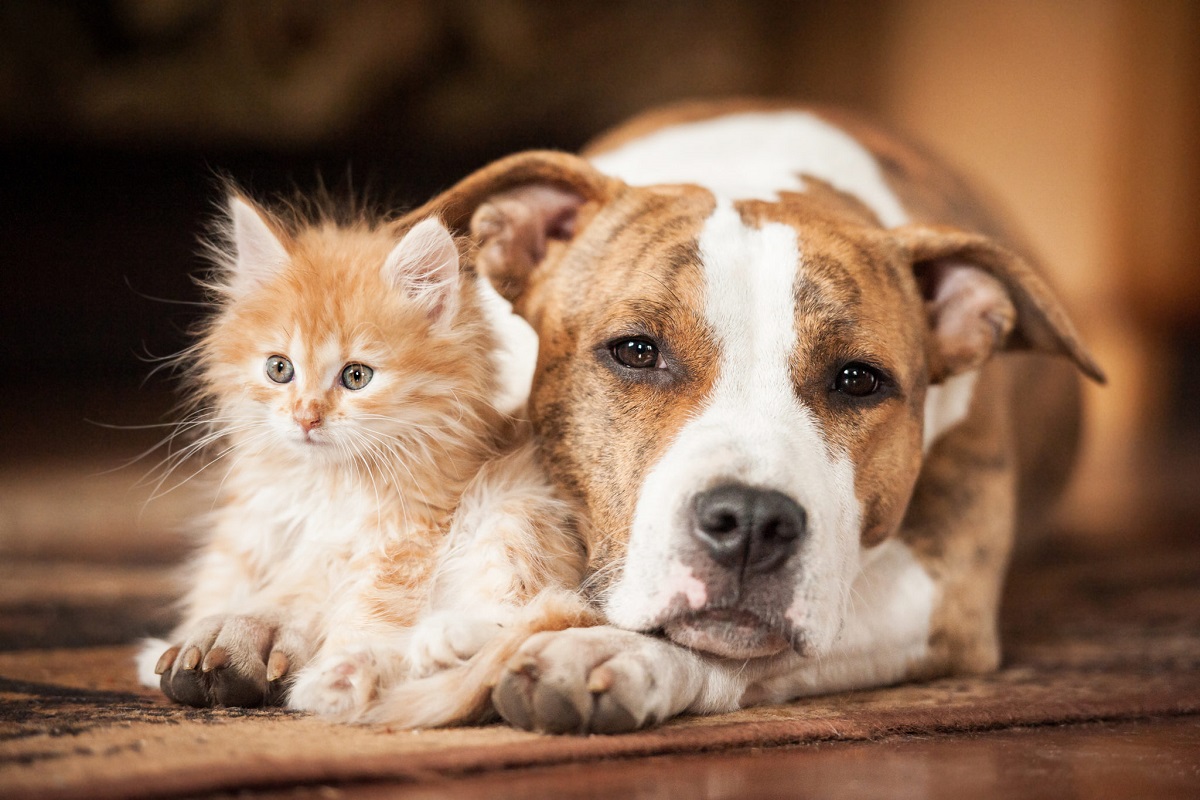 gattino e cane accanto