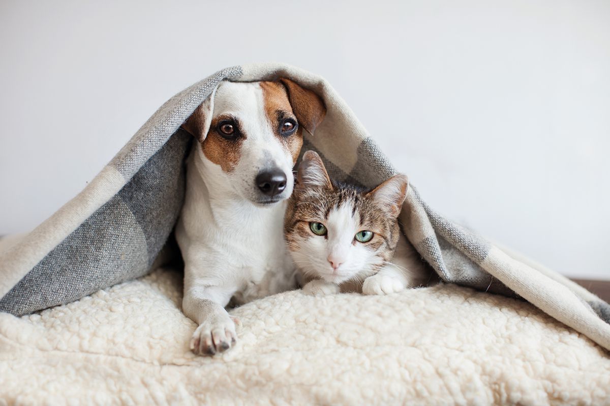 cane e gatto coperti