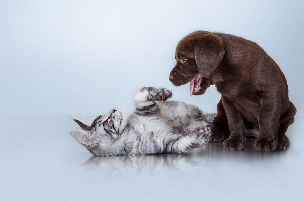 cucciolo di cane prova a giocare con gatto