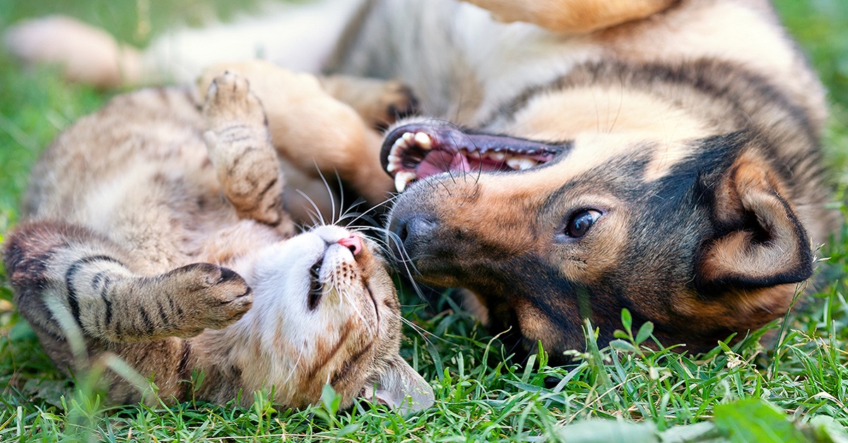 Gatto innamorato di un cane, può succedere o è impossibile?