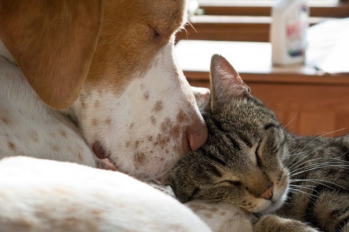 cane e gatto dormono insieme