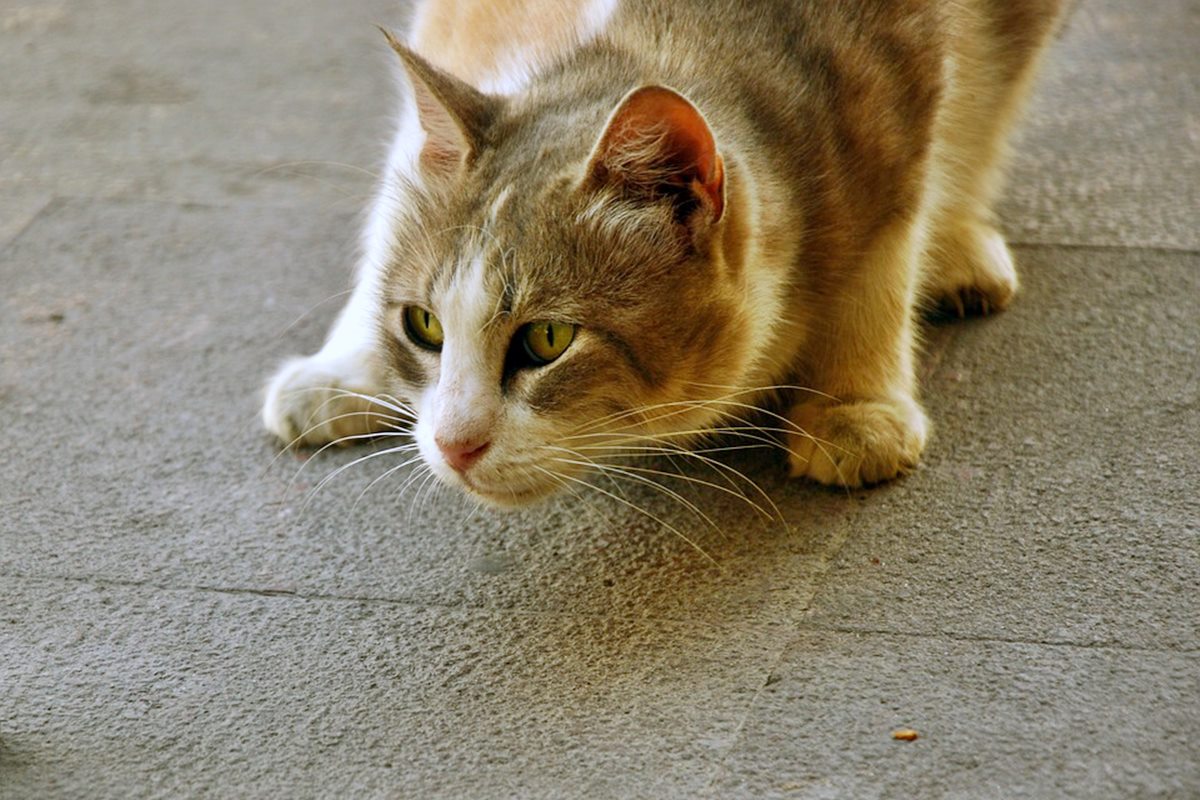 gatto che si appiattisce a terra