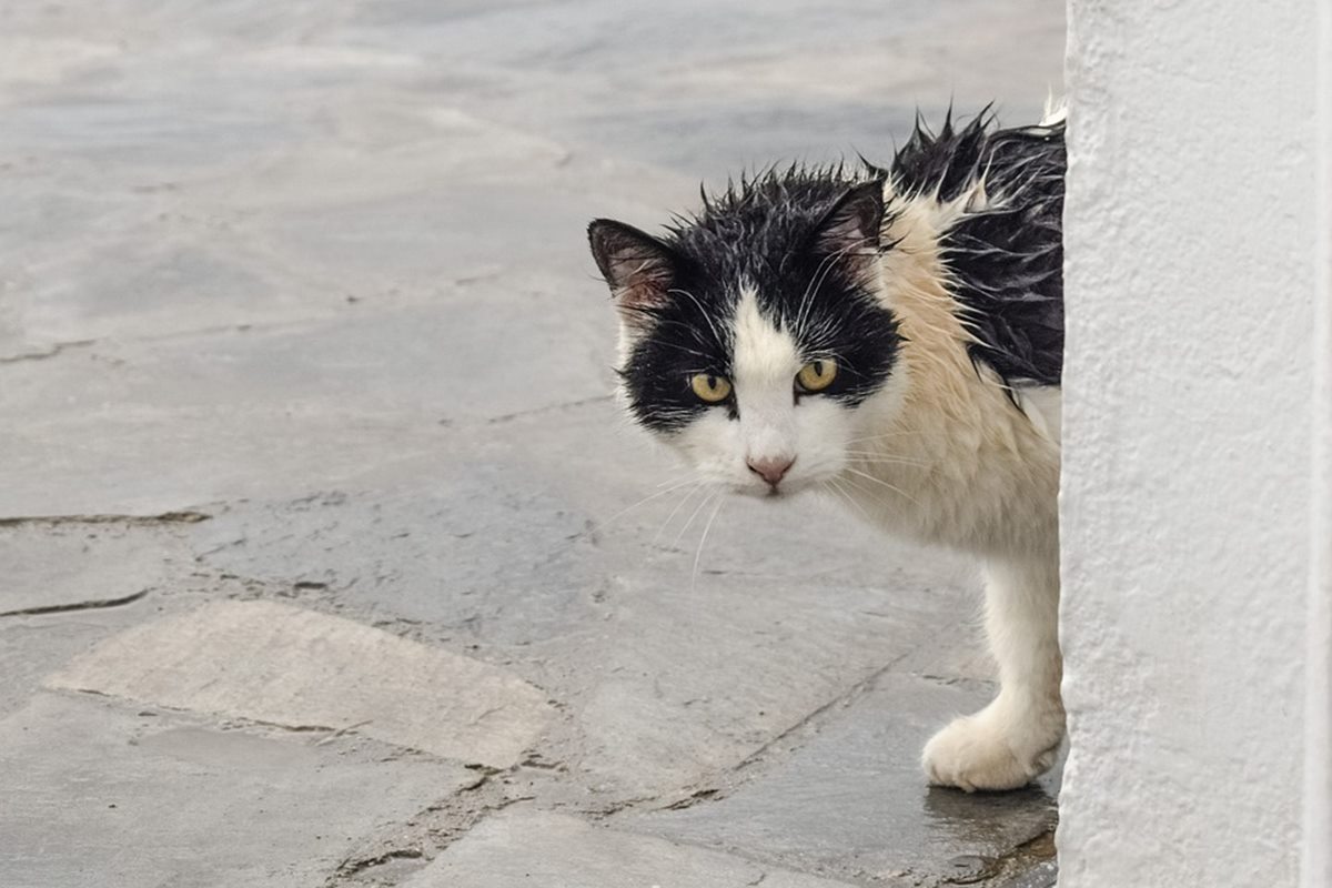 gatto tutto bagnato