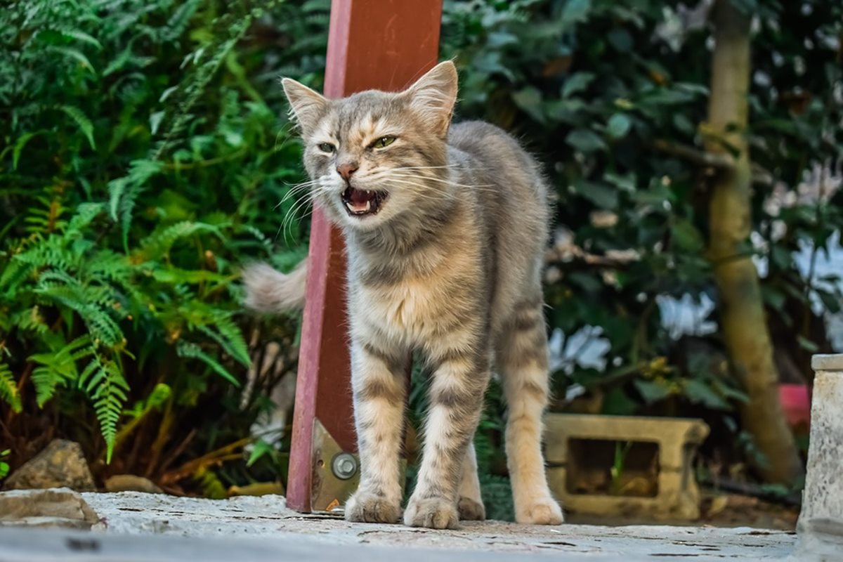 gatto maltrattato non si lascia avvicinare dalle persone