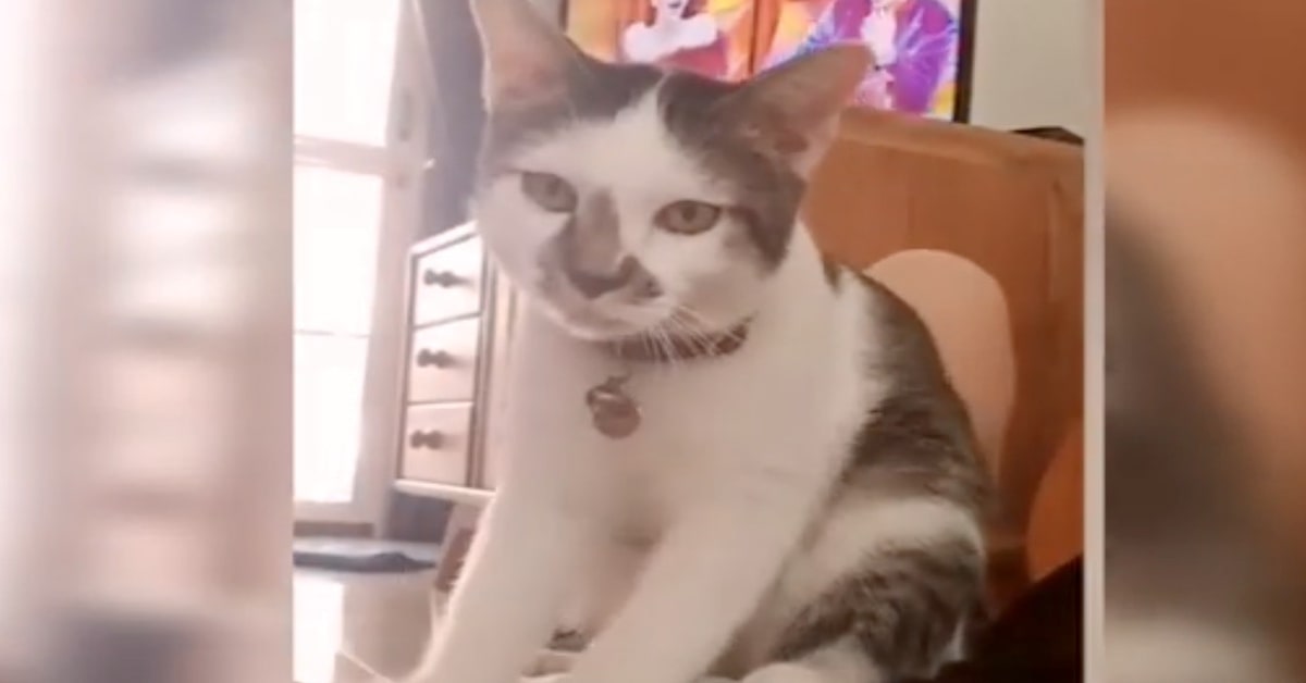 L’adorabile gattino fa un massaggio alla sua stressata mamma umana (VIDEO)