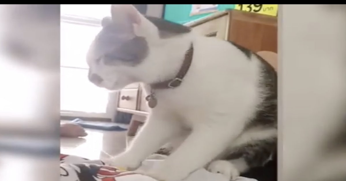 gattino massaggia la sua padrona