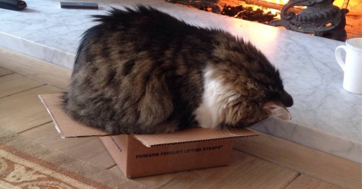 Tabby, un gattino sovrappeso, cerca di entrare in una scatola troppa piccola per lui (VIDEO)