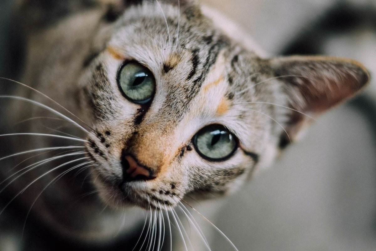 gatto tigrato con gli occhi verdi