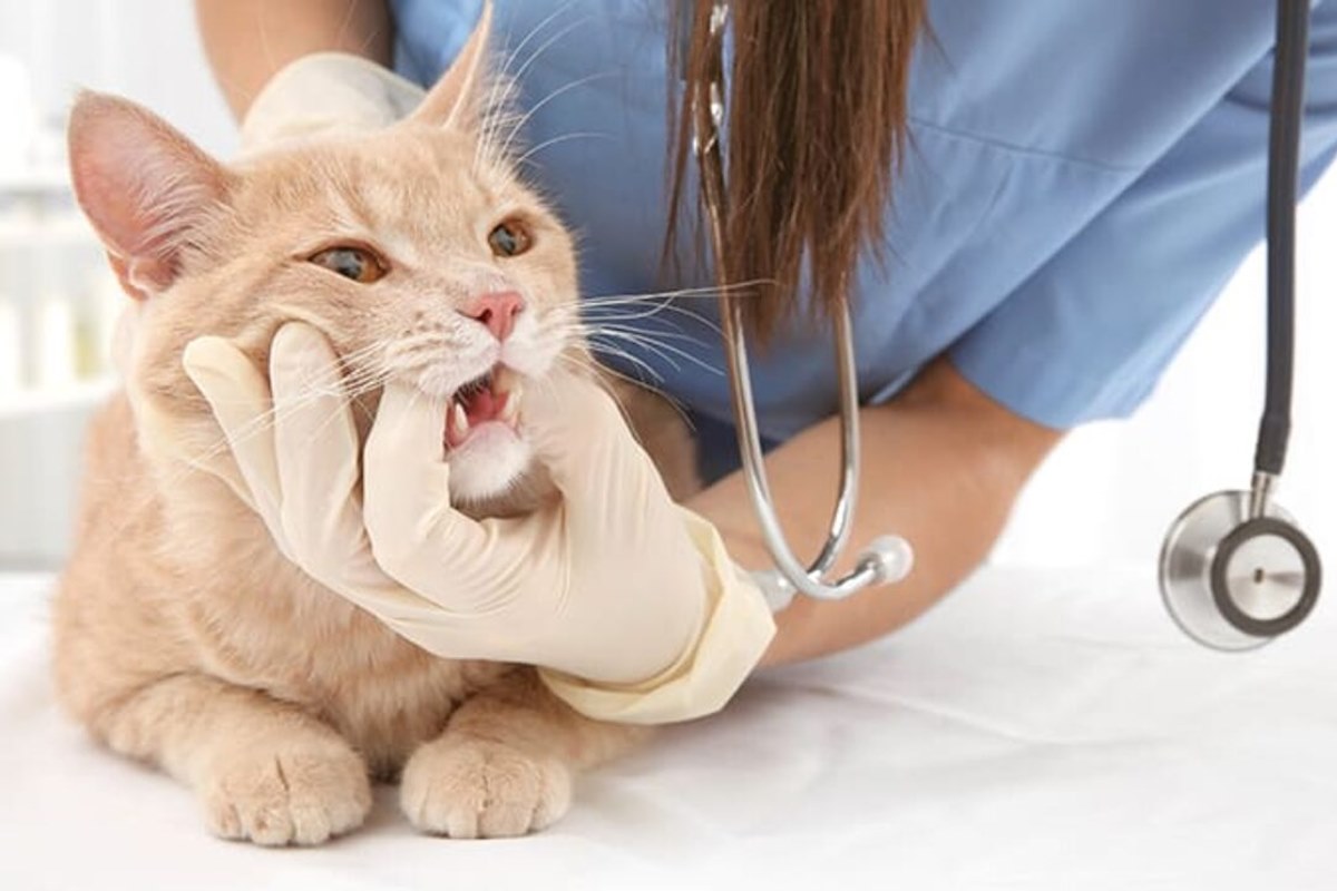 gatto dal veterinario