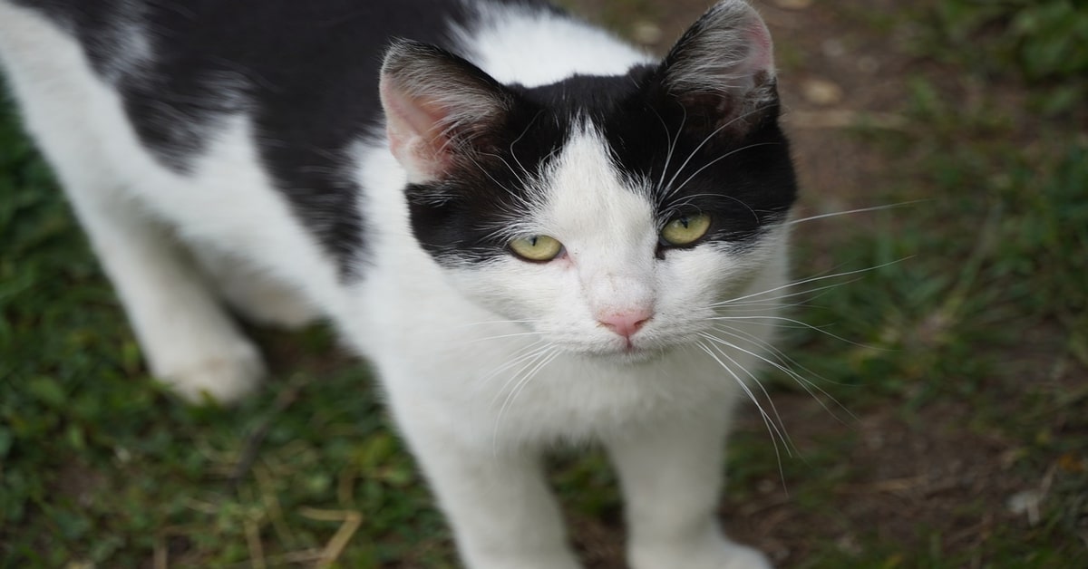 Ben, il gattino curioso che ha paura della macchina da scrivere (VIDEO)