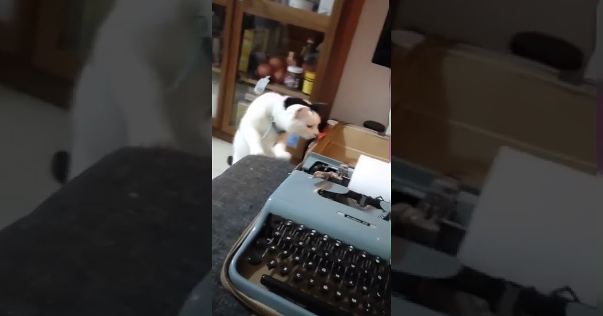 gatto ha paura della macchina da scrivere