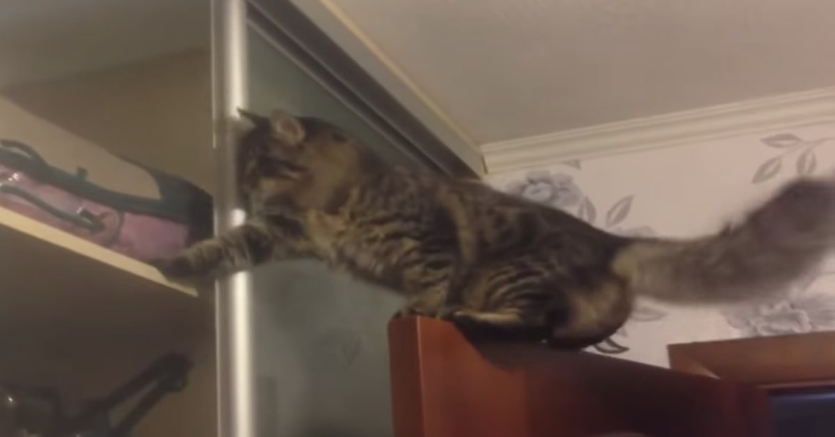 Un gattino perde l’equilibrio facendo una birichinata e il video esilarante fa ridere l’intera rete