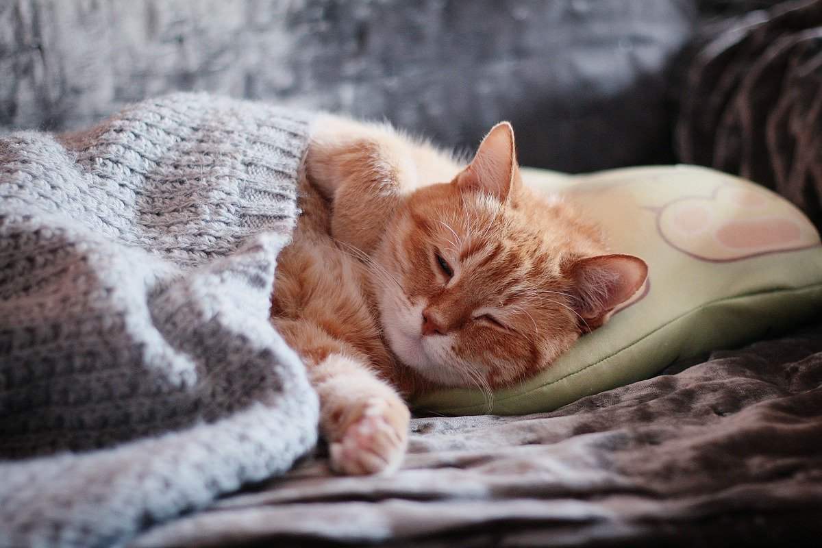 gatto che dorme sotto la coperta