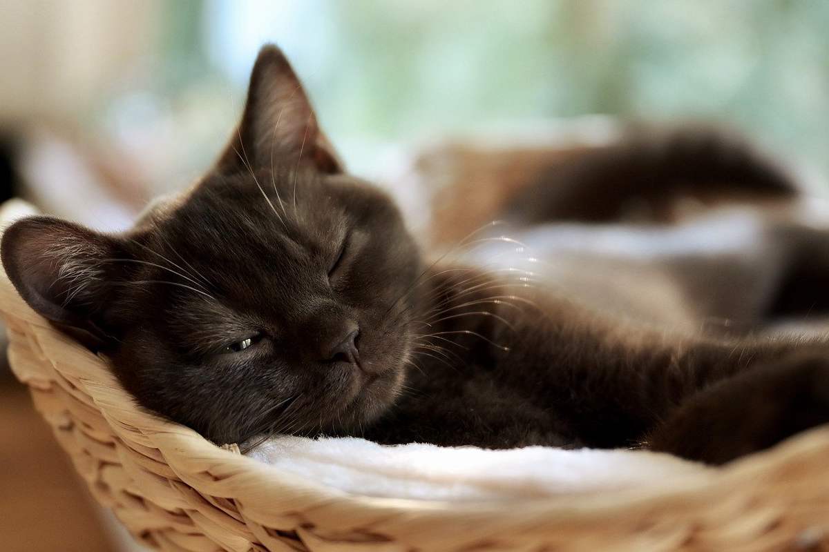 gatto nero che dorme in una cesta