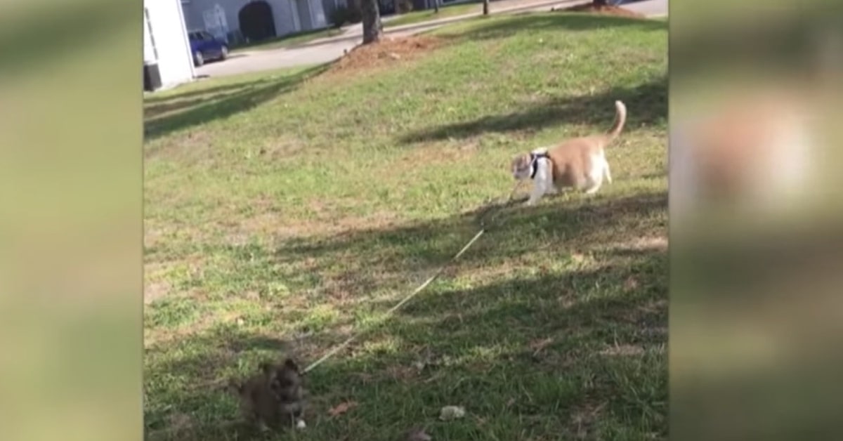 gatto impara al cane ad andare al guinzaglio