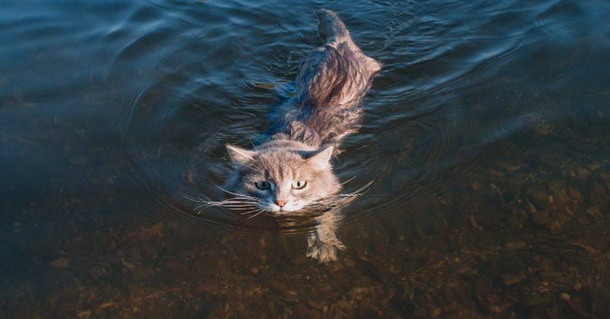 Il gatto può nuotare oppure no?