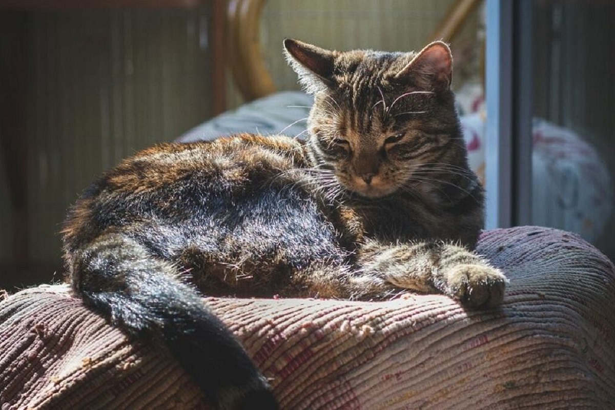 gatto assonnato