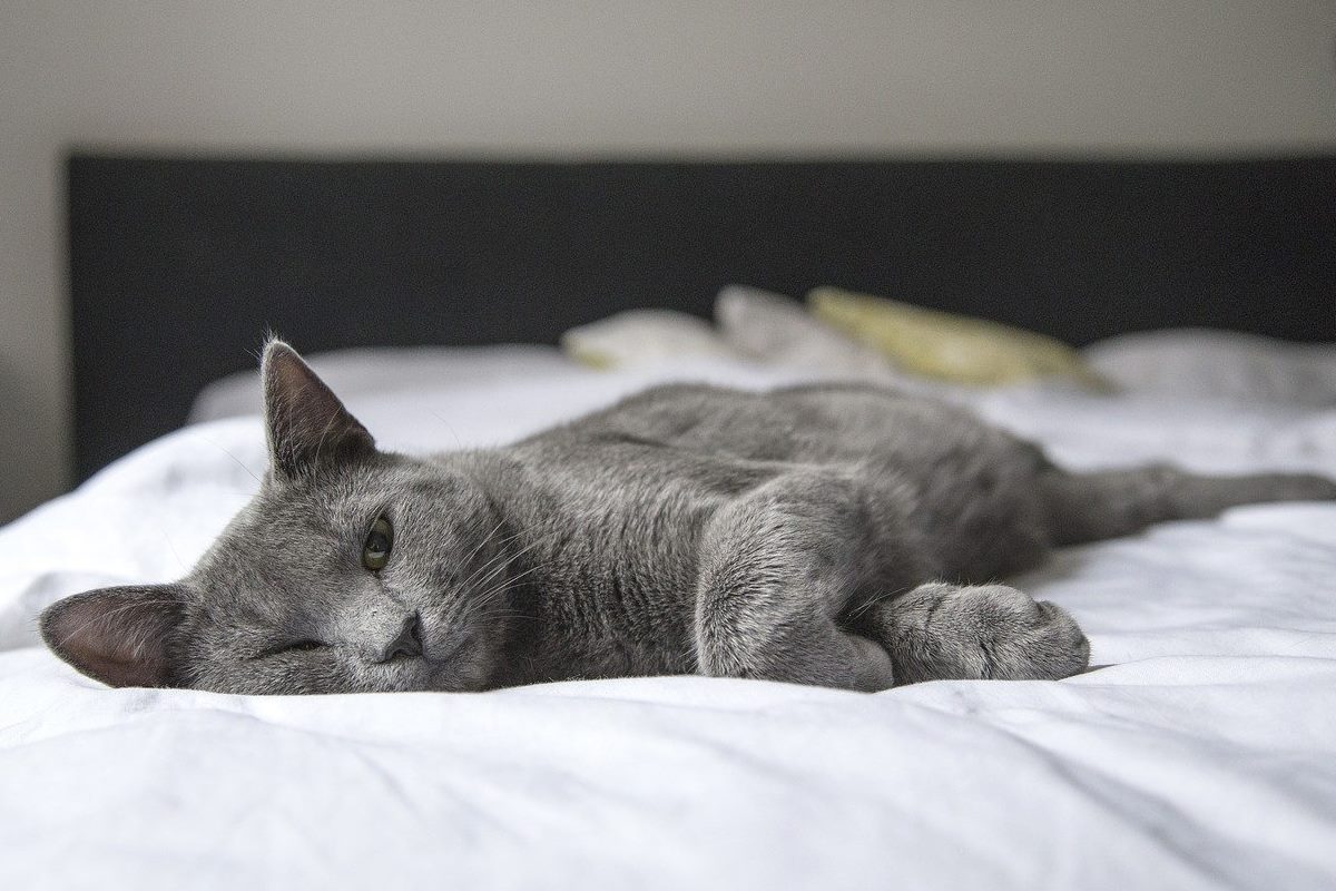 gatto dorme sul letto