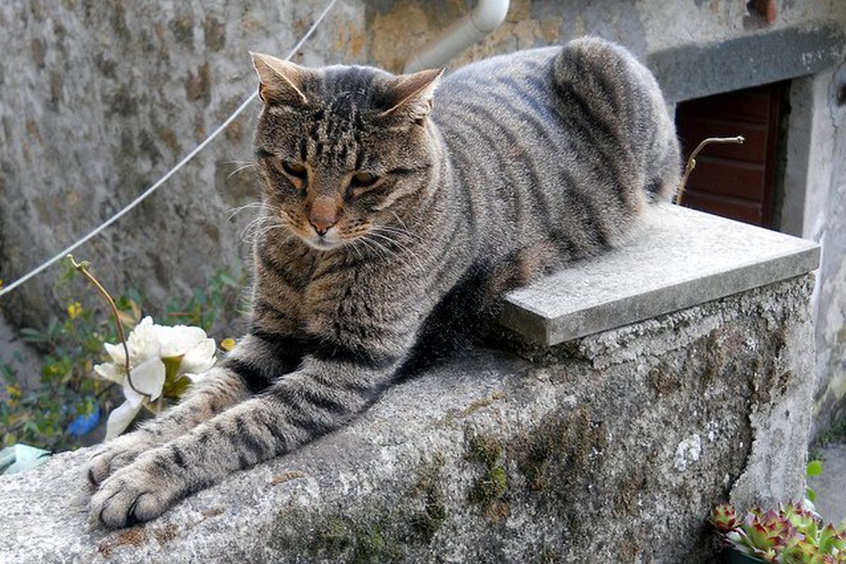 gatto su muretto