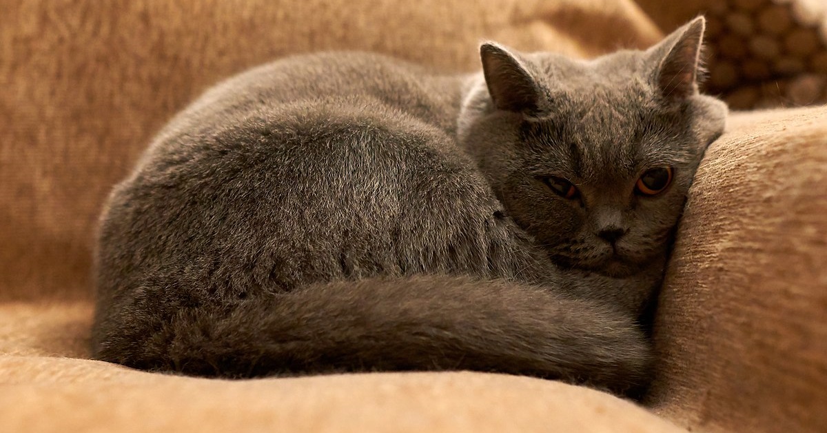 Gatto puzza, perché e come riuscire a rimediare