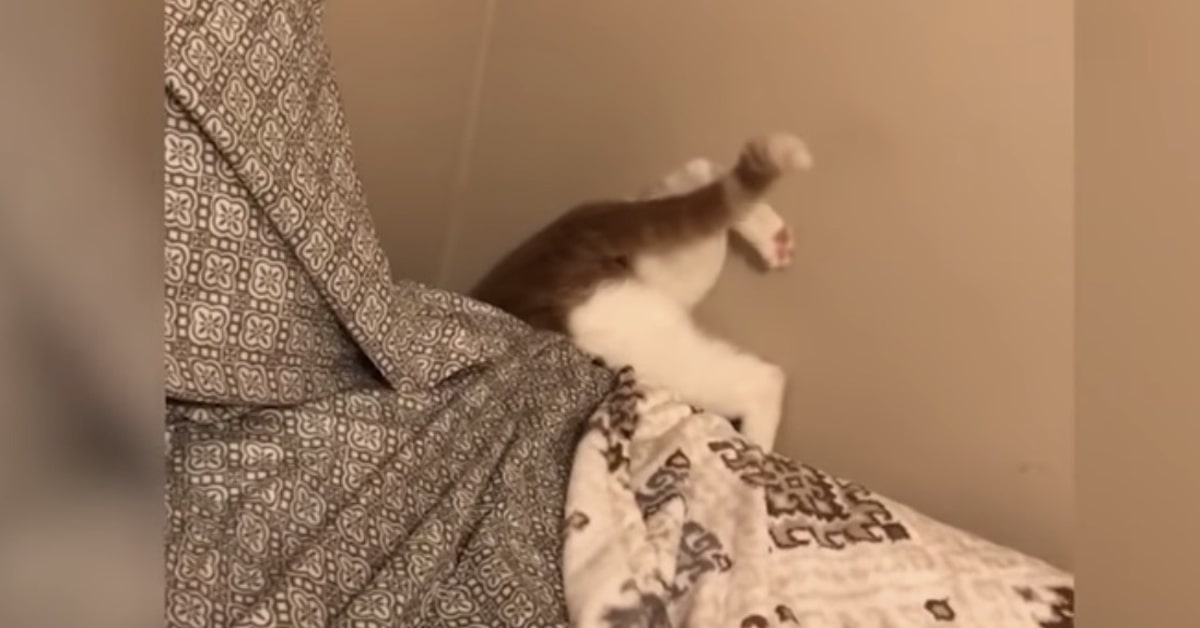 gatto recupera un gioco fra il letto e la parete