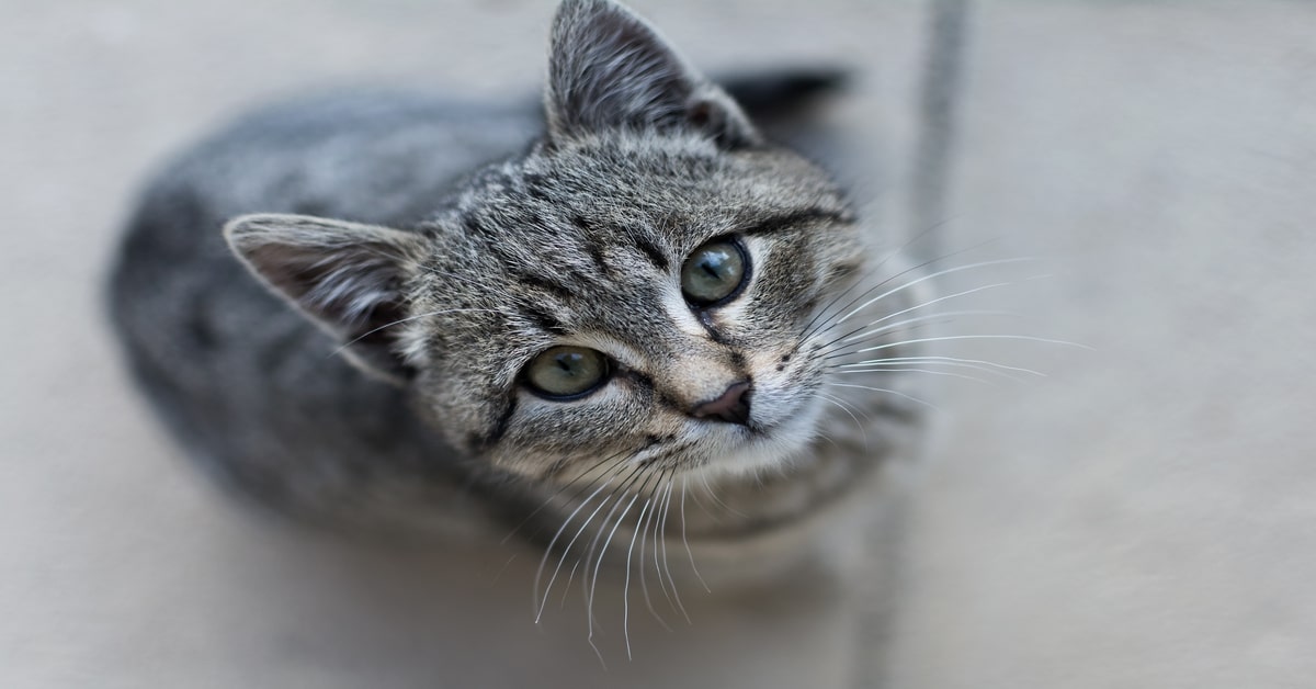 Un gattino vede un piccolo felino di porcellana e reagisce violentemente (VIDEO)