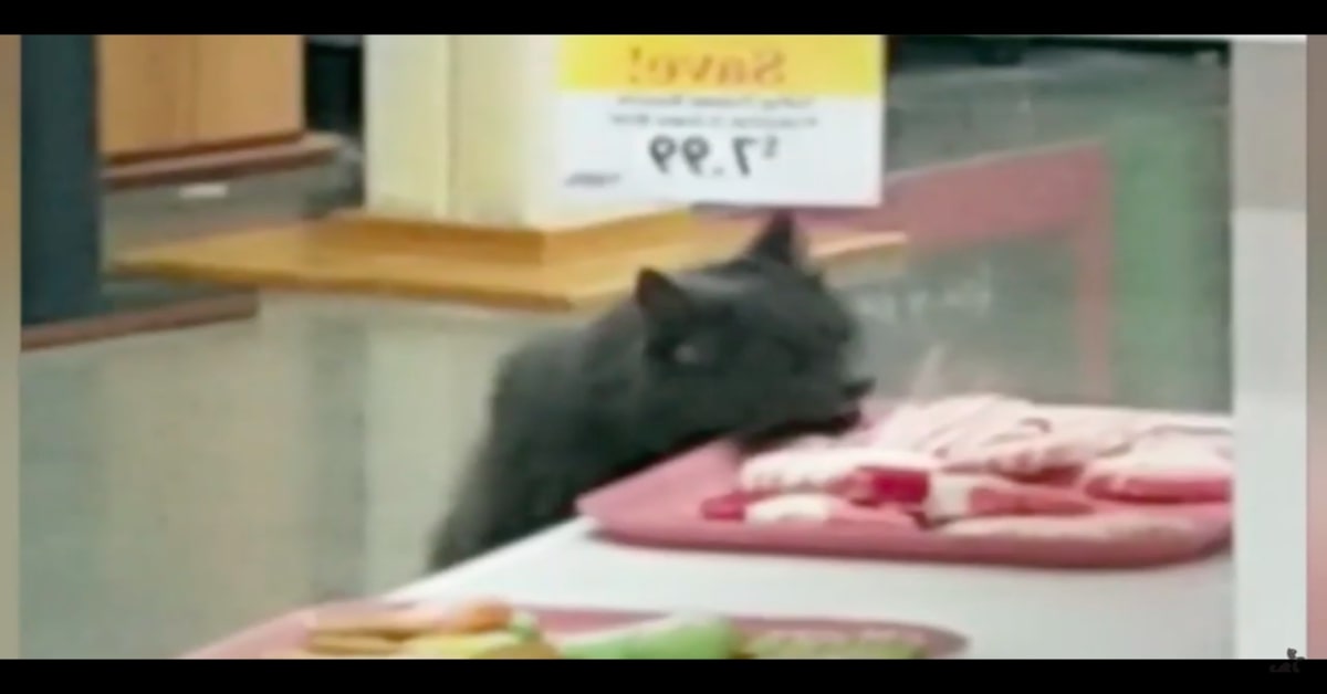 L’adorabile gattino ladro di biscotti che conquista gli utenti di tutta la rete (VIDEO)