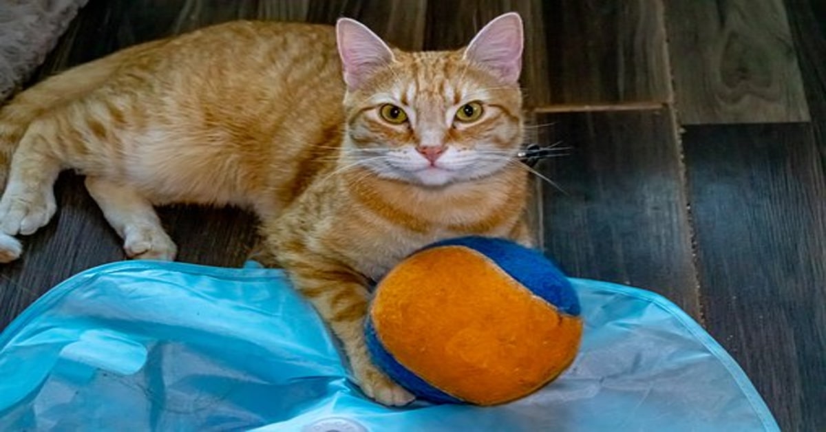 Un gattino dispettoso ruba una pallina dalla vetrina di un negozio e ci gioca (VIDEO)