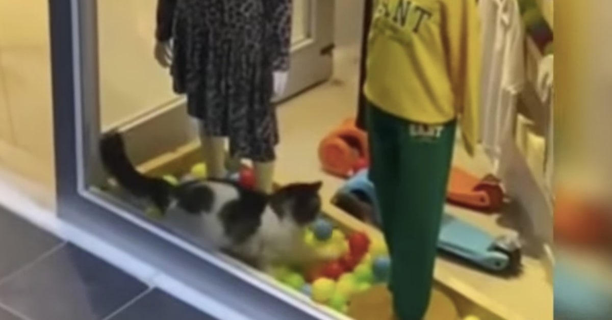 gatto ruba una pallina nel negozio