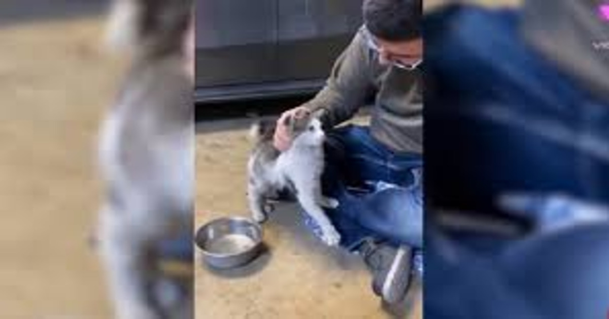 Una coppia adotta un gattino randagio trovato davanti a un McDonald’s (VIDEO)