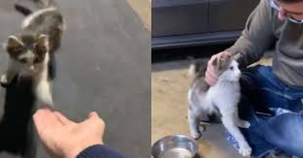 Gattino adottato trovato davanti a un fast food