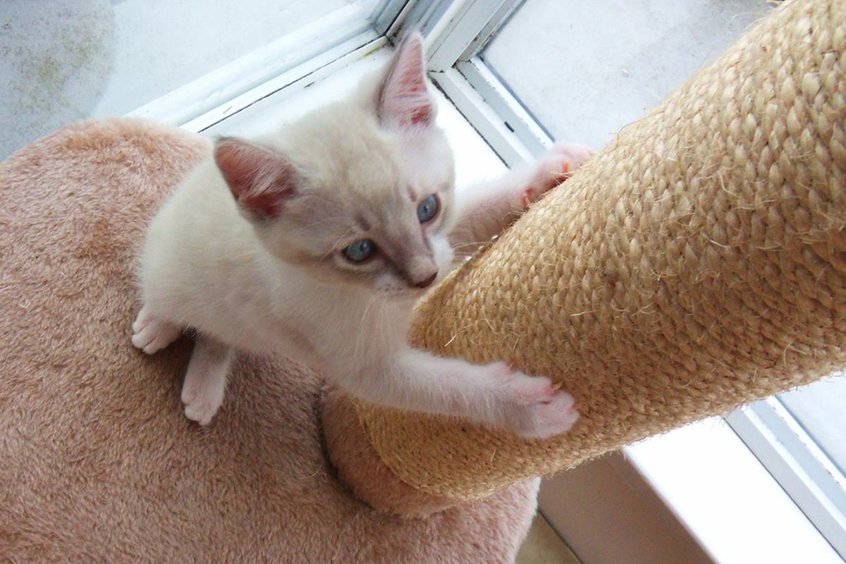 cucciolo bianco sul tiragraffi