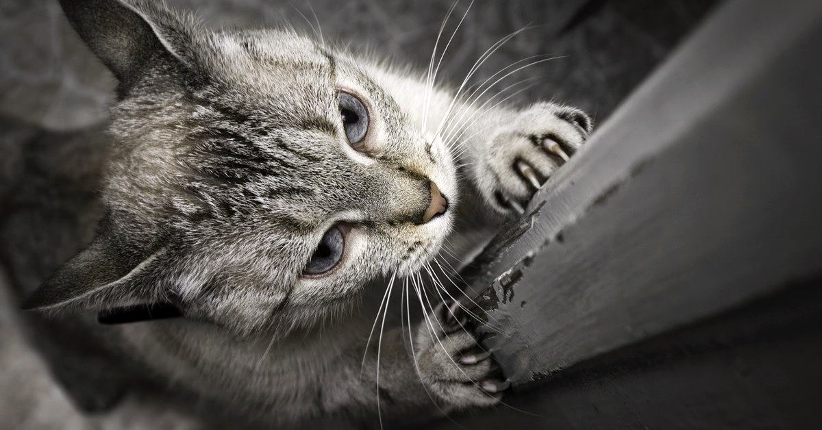 Il gatto si fa le unghie sui mobili: perché lo fa e come evitarlo